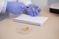 Scientist examining pieces of bread in the laboratory