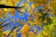 Fall maple trees