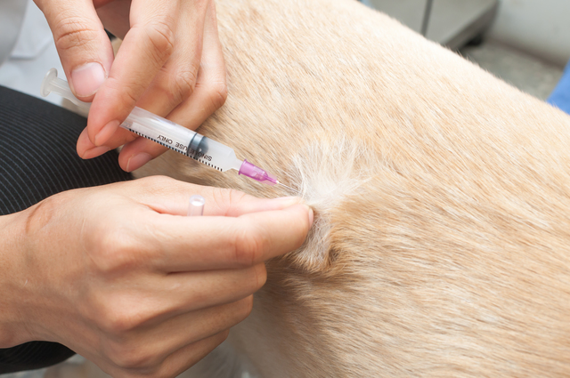 狂犬病予防接種証明書の書き方や例文・文例・書式や言葉の意味などと記入例